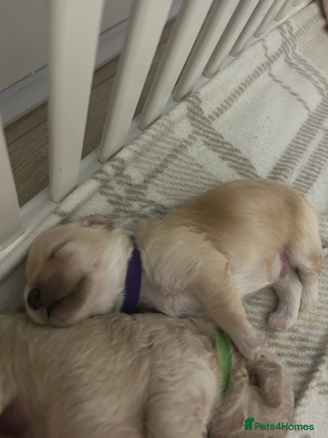 Maltipoo dogs for sale: 4 Adorable F2 Maltipoo pups - Advert 8