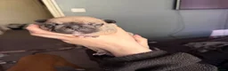 French Bulldog dogs for sale: Frenchbull dog - Advert 10
