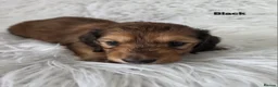 Miniature Dachshund dogs for sale: STUNNING KC SHADED RED LONG HAIR - Advert 23