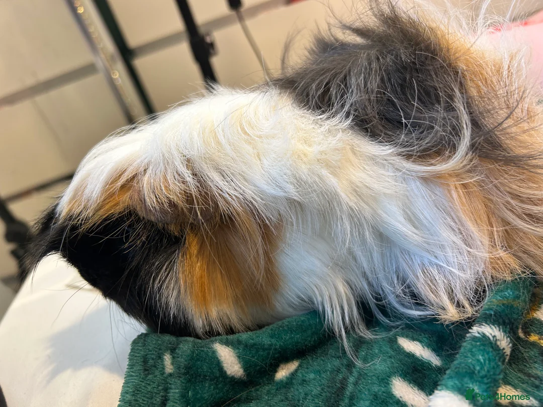 Guinea Pig rodents for sale: 3 peruvian retired sisters for loving forever home - Advert 2