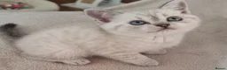 Scottish Fold cats for sale: Scottish Straight and Scottish Fold  - Advert 6