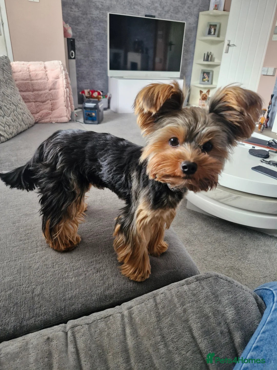 Yorkshire Terrier dogs for stud: Beautiful Yorkshire Terrier for stud in Peterborough - Advert 1
