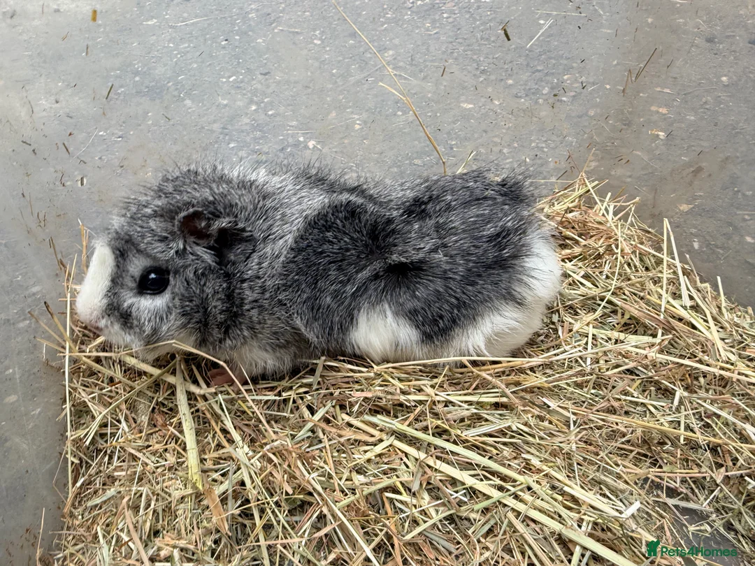 Guinea Pig rodents for sale: Baby sow guinea pigs  - Advert 2