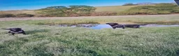 Labrador Retriever dogs for stud: KC Registered, fully health tested Labrador Stud - Advert 2