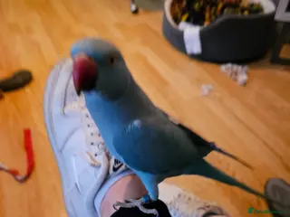 Ringnecks birds Ring necked parakeet - Advert 14