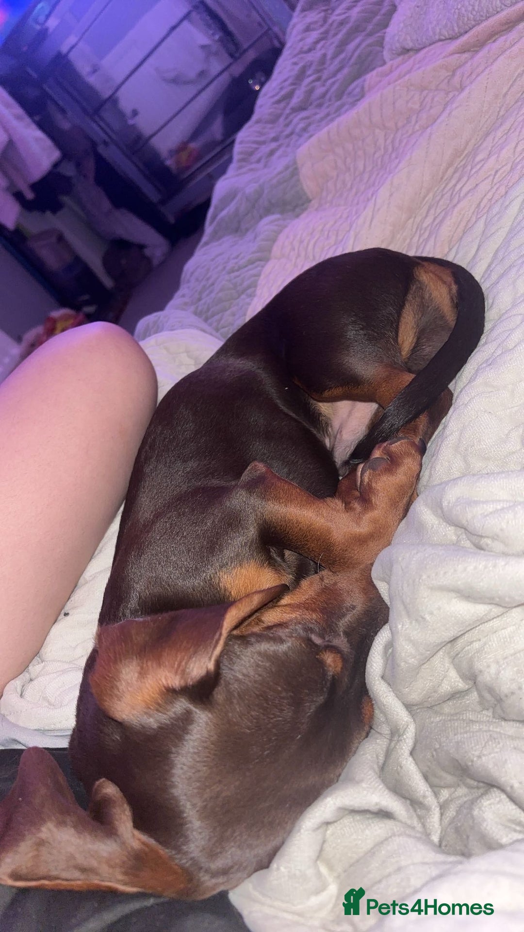 Dachshund dogs for sale: male miniature dachshund  - Advert 4