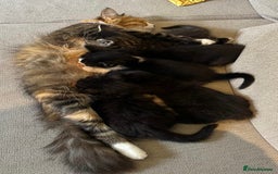 Mixed Breed cats for sale: 5 Beautiful fluffy kittens ready to be re-homed ❤️ - Image 28