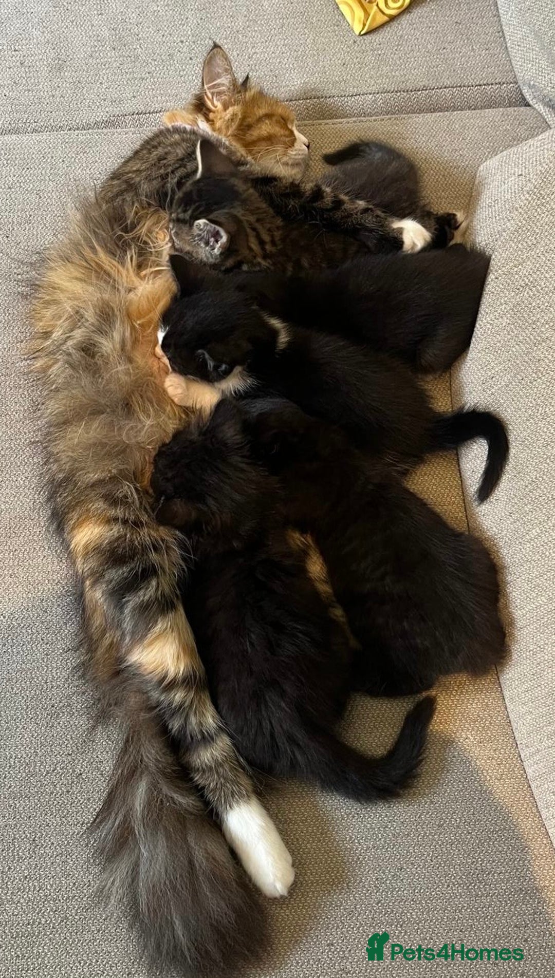 Mixed Breed cats for sale: 5 Beautiful fluffy kittens ready to be re-homed ❤️ - Image 28