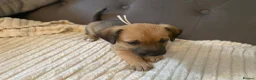 Jack Russell dogs for sale: Beautiful jack Russell puppies for sale.  - Advert 8