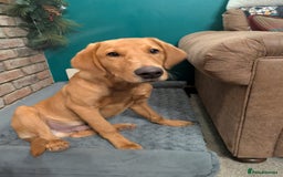 Labrador Retriever dogs for sale: Fox Red Labrador Boy 9 months old. - Image 2