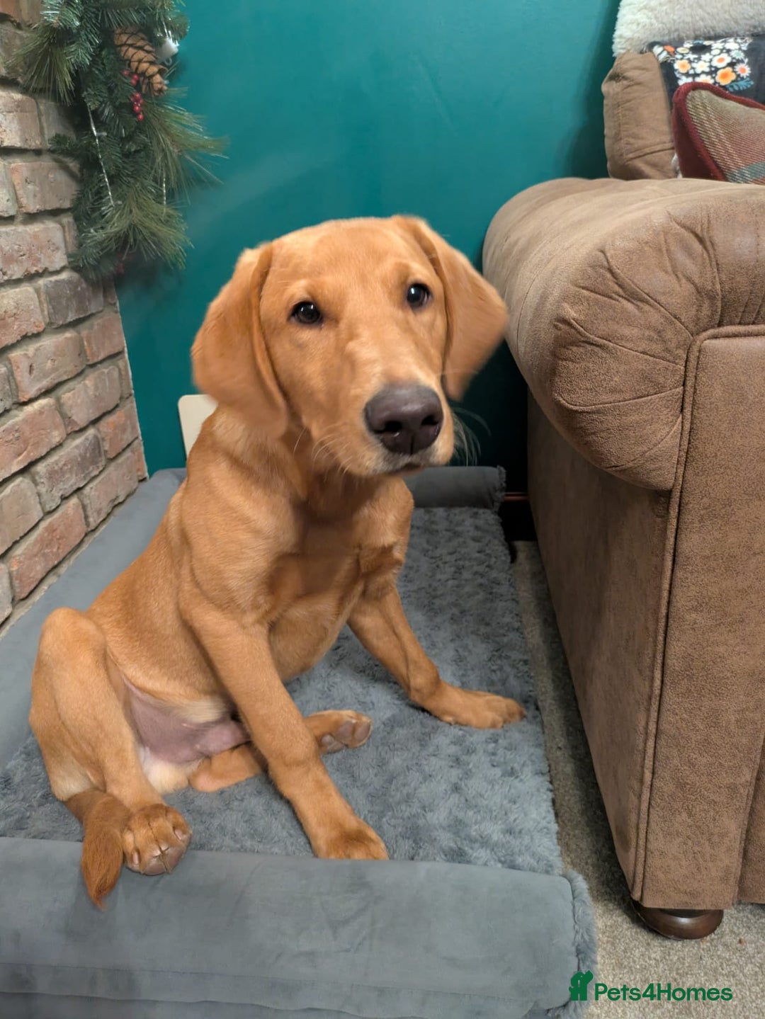 Labrador Retriever dogs for sale: Fox Red Labrador Boy 9 months old. - Image 2