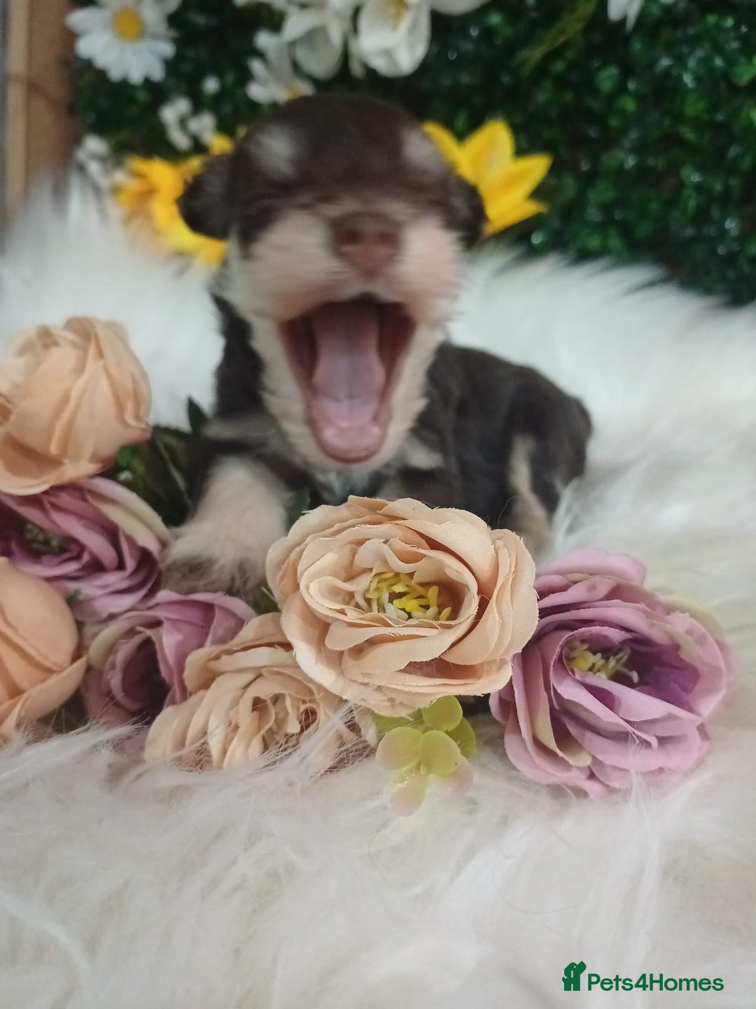 Miniature Schnauzer dogs for sale: Two beautiful girls  - Advert 3