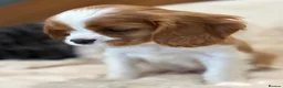 Cavalier King Charles Spaniel dogs for sale: Extensively health tested cavalier pups  - Advert 2