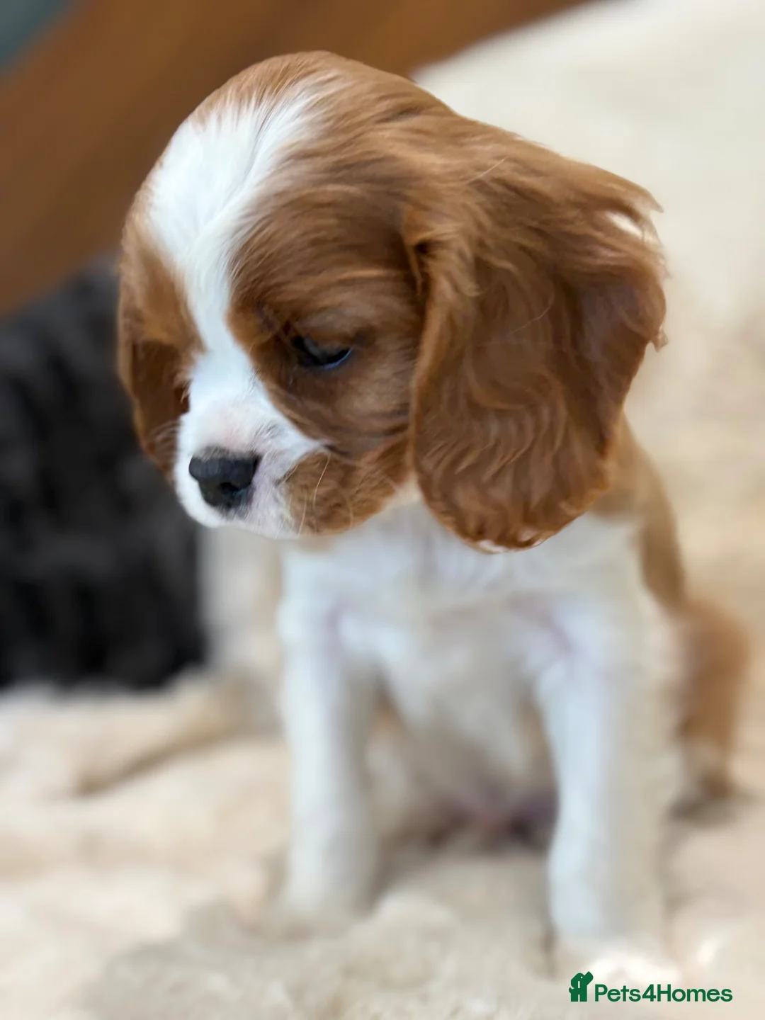 Cavalier King Charles Spaniel dogs for sale: Extensively health tested cavalier pups  - Advert 2