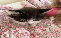 British Shorthair cats for sale: Make kitten aged 12 weeks .  - Image 3