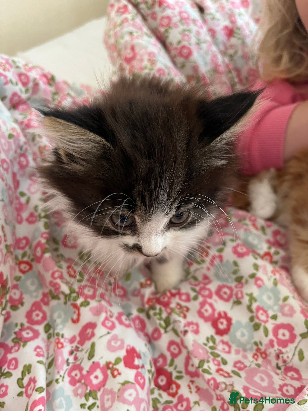 British Shorthair cats for sale: Make kitten aged 12 weeks .  - Image 3