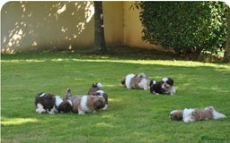 Shih Tzu dogs for sale: STUNNING HEALTH CHECKED AND DNA TESTED - Image 3