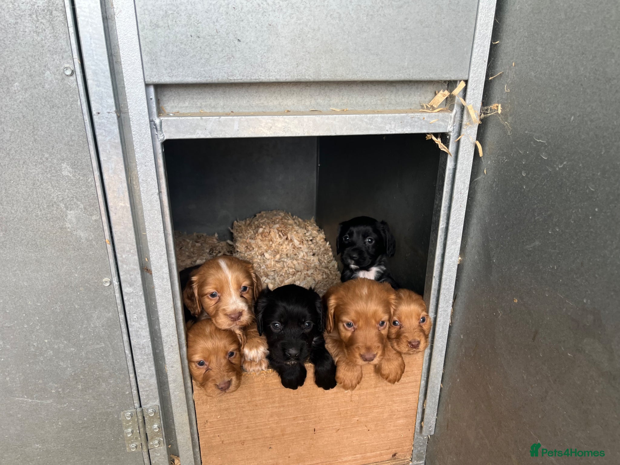Cocker Spaniel dogs for sale: Stunning litter of cocker spaniels pups  - Advert 1
