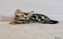 Bengal cats for sale: 🐾 Purebred BENGAL kittens🐾 - Image 1