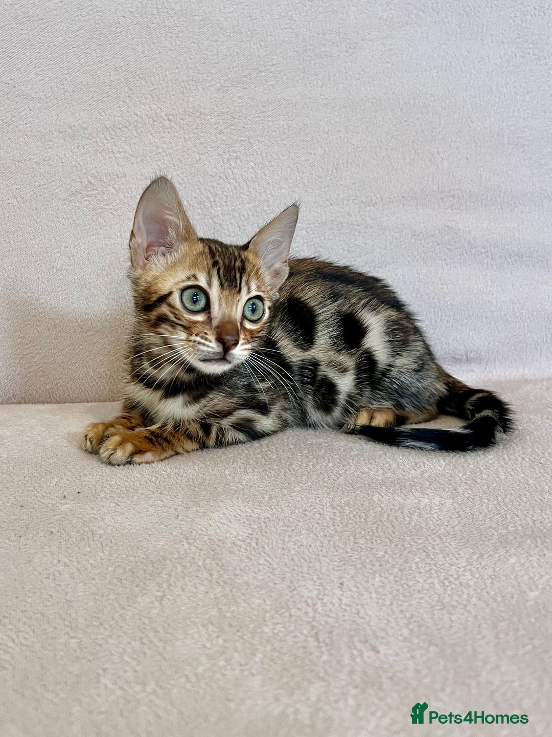 Bengal cats for sale: 🐾 Purebred BENGAL kittens🐾 - Image 1
