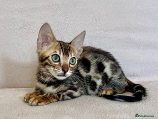 Bengal cats - Advert 1