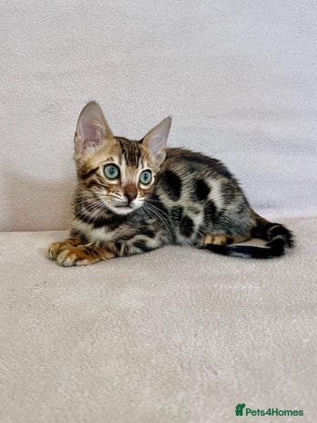 Bengal cats - Advert 1