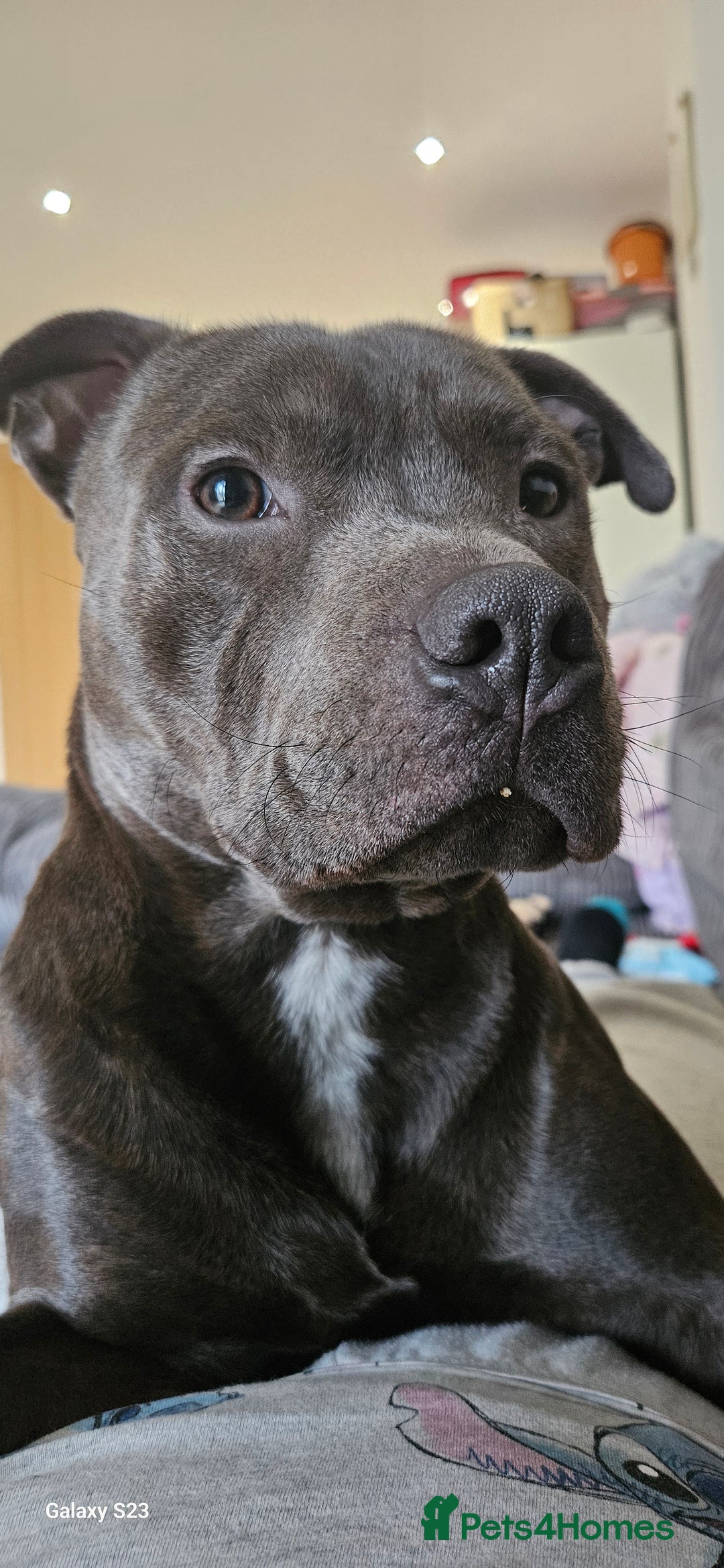Staffordshire Bull Terrier dogs for sale: Blue brindle staffie male for sale - Advert 6
