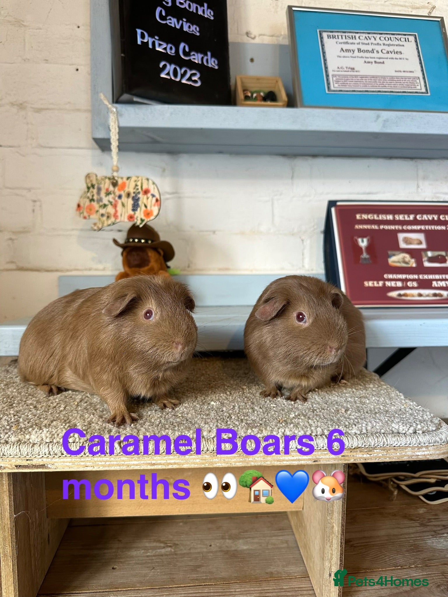 Guinea Pig rodents Lots of Guinea Pig Ready to pick and Choose From - Advert 1