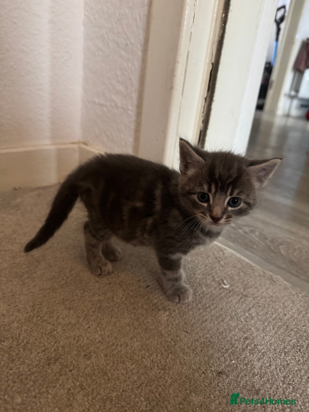 British Shorthair cats for sale: Grey male kitten - Advert 6
