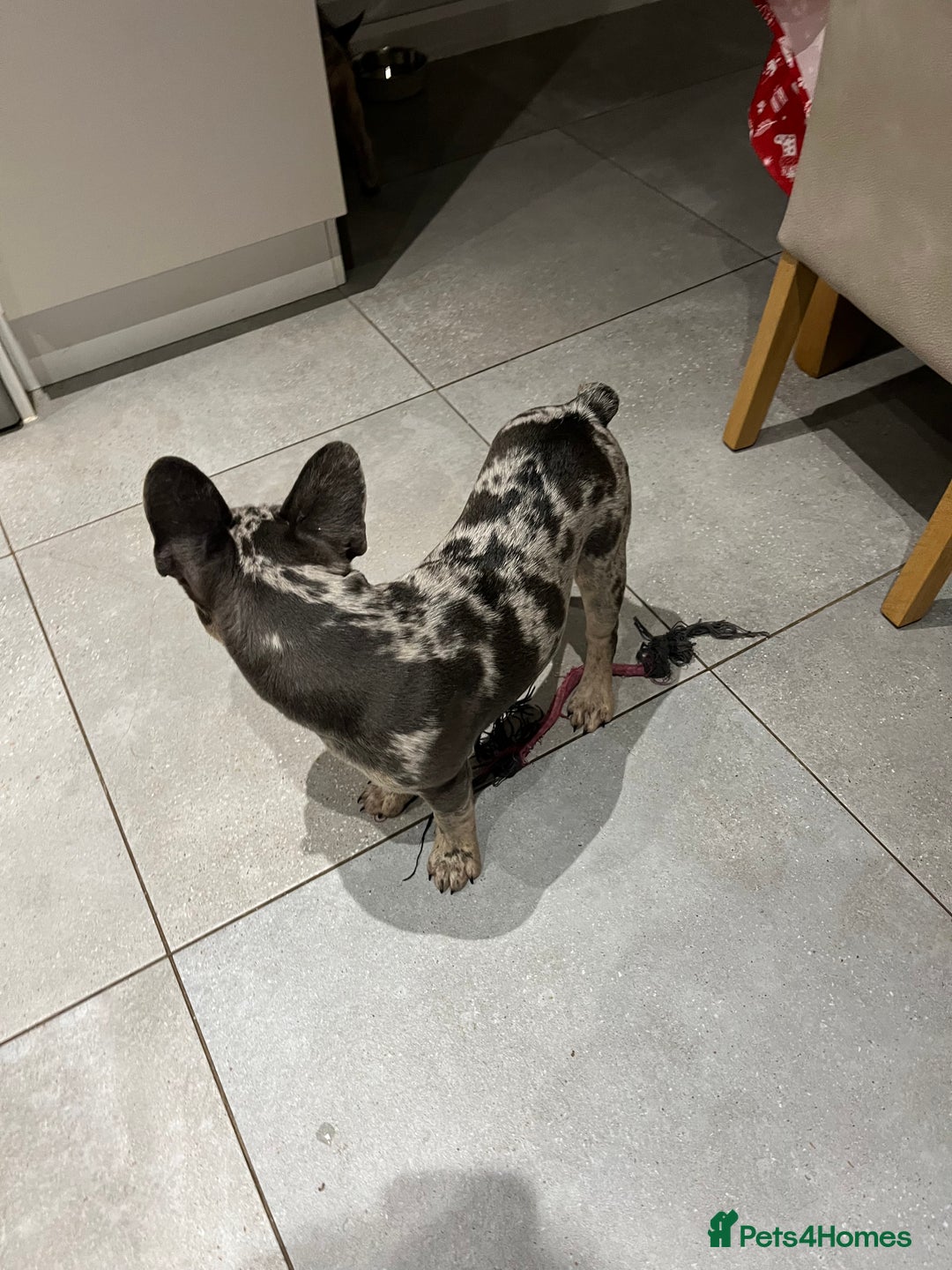 French Bulldog dogs for sale: Multi Coloured Merle French Bulldog Pups  - Advert 16