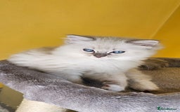 Ragdoll cats for sale: Tica registered Grand Champion Ragdoll kittens  - Image 14