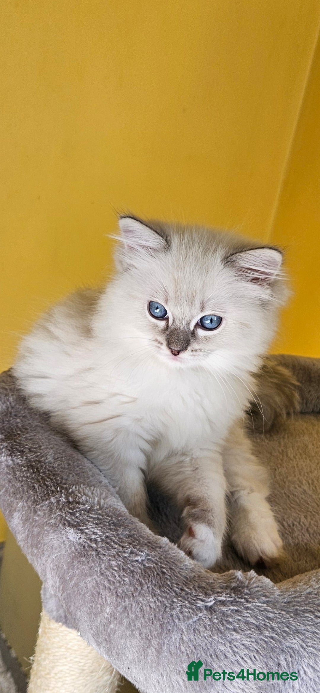 Ragdoll cats for sale: Tica registered Grand Champion Ragdoll kittens  - Image 14