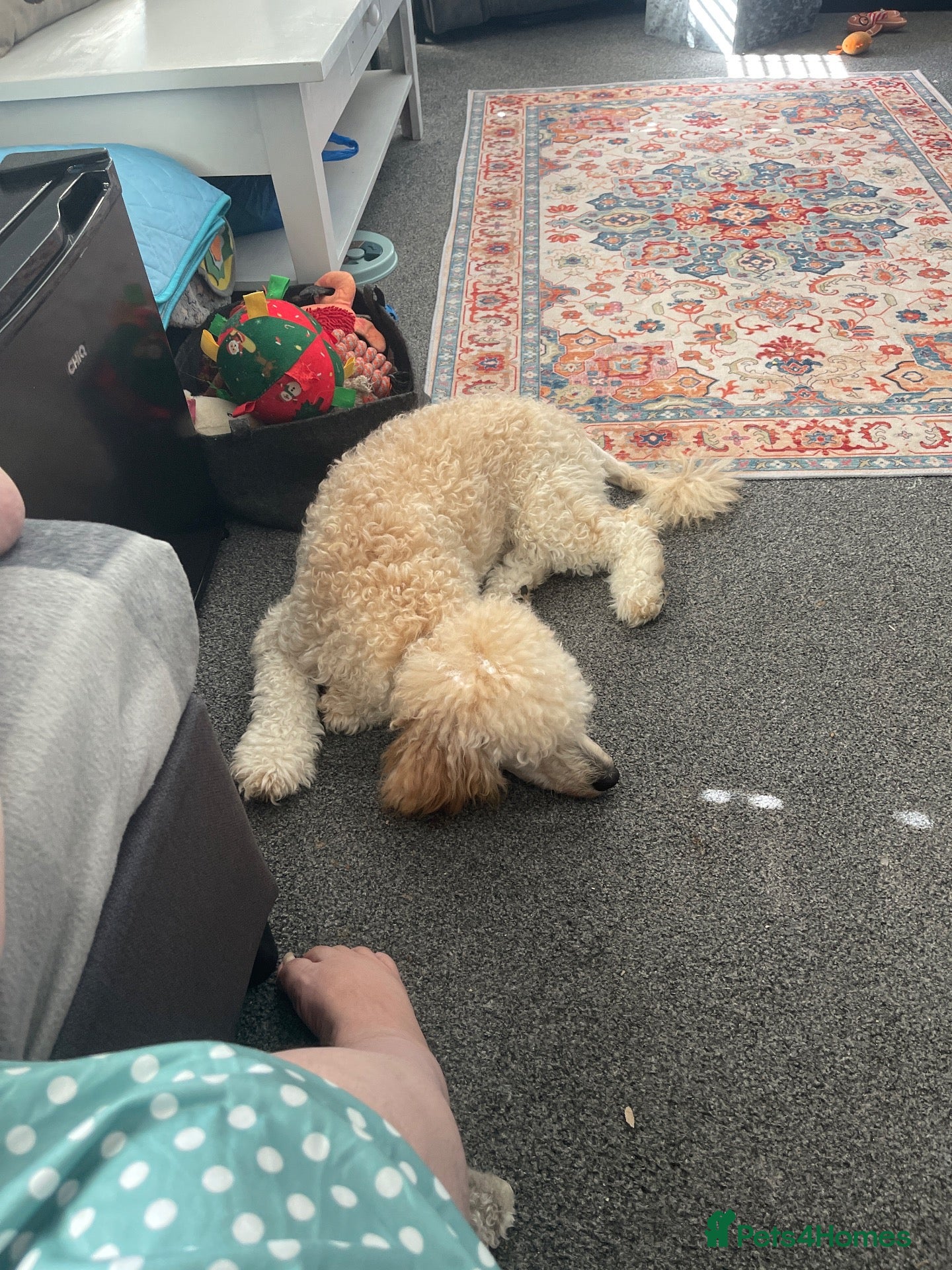 Miniature Poodle dogs For sale  - Advert 3