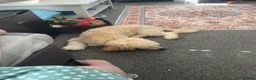 Miniature Poodle dogs for sale: For sale  in South Ockendon - Advert 1
