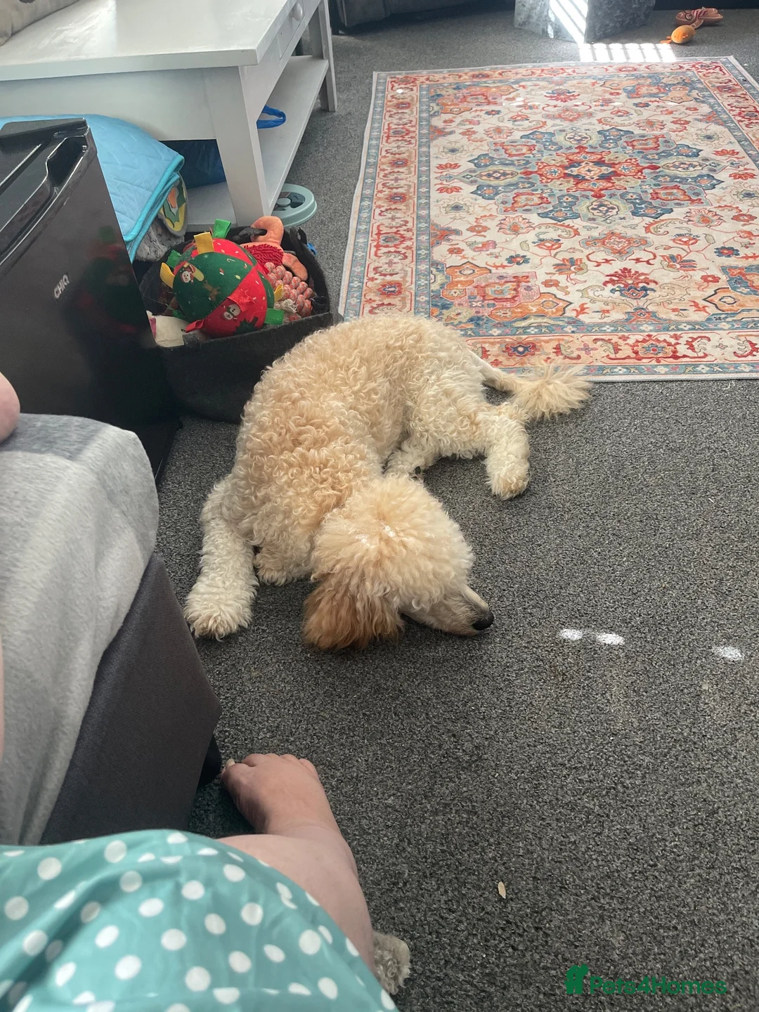 Miniature Poodle dogs for sale: For sale  in South Ockendon - Advert 1