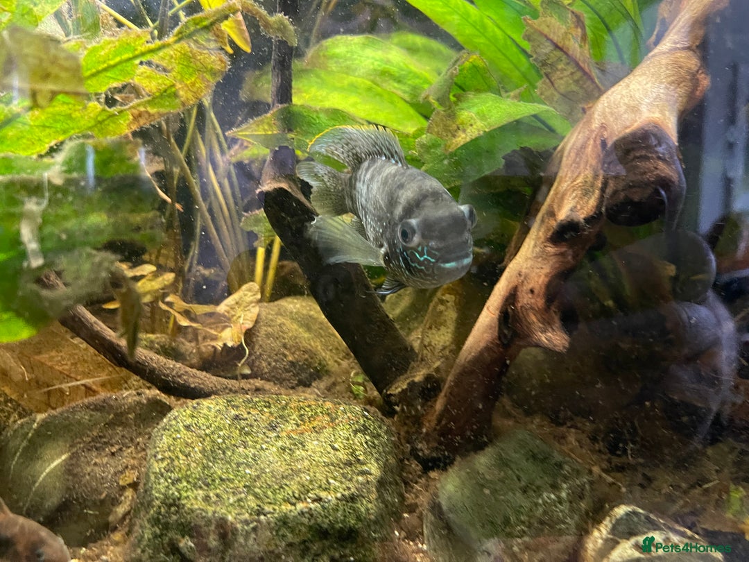 Cichlids fish for sale: 5 x Blue Acara Cichlid fish. Male and female. - Image 2