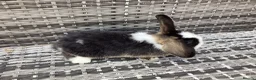 Mini Lop rabbits for sale: Stunning pure bred mini lop buck  - Advert 4