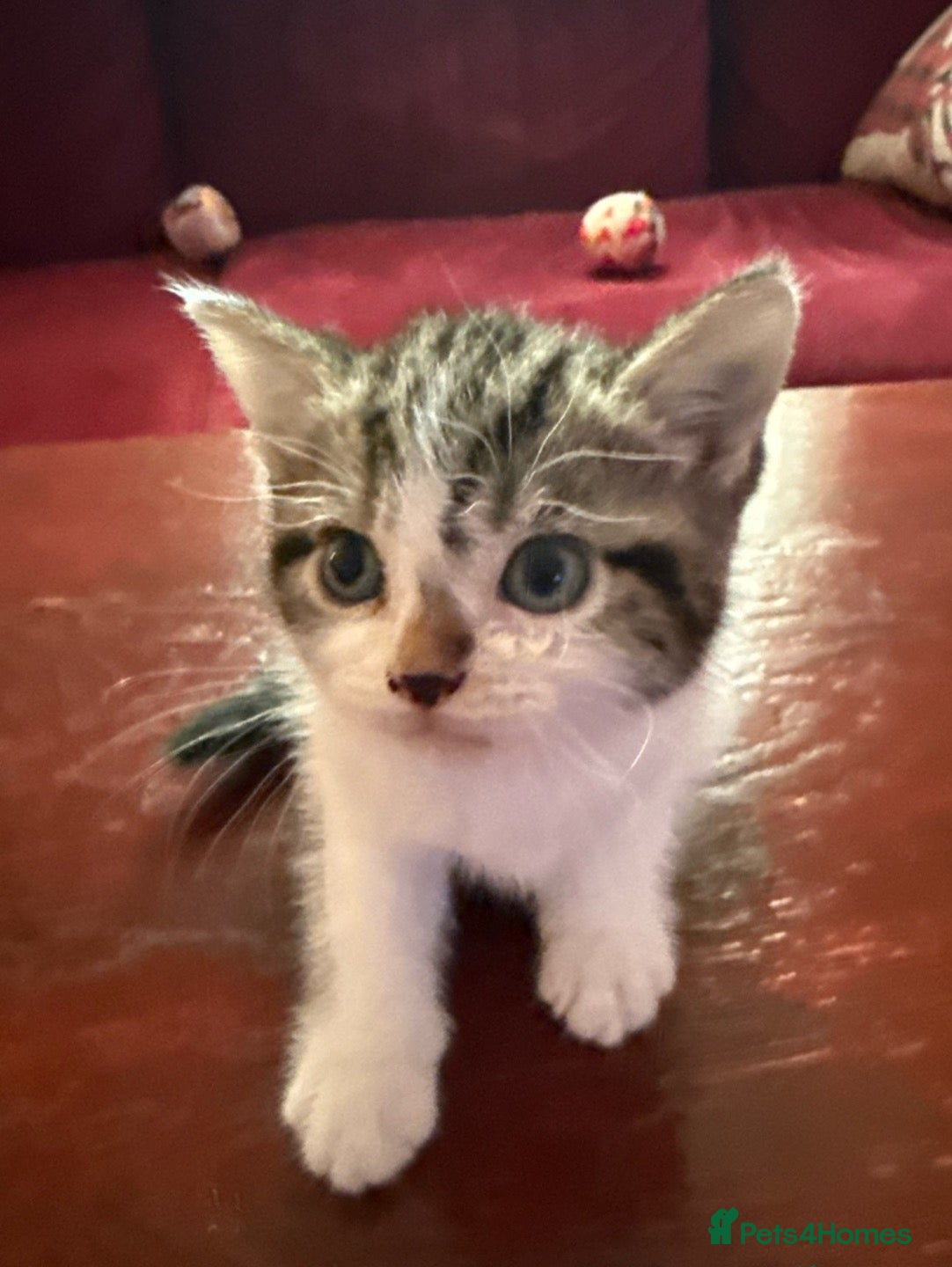 Mixed Breed cats Adorable mixed Kittens  - Advert 2