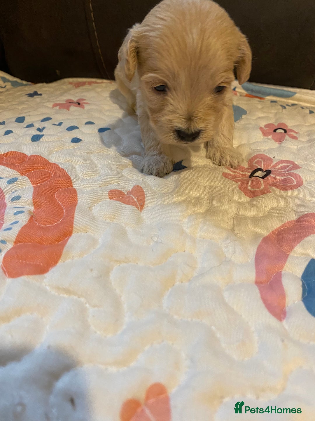 Maltipoo dogs for sale: Adorable Maltipoos Puppies  - Advert 31