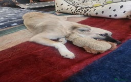 Mixed Breed dogs for adoption: Milo - for adoption - in foster in BEDFORDSHIRE - Image 3