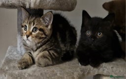 Mixed Breed cats for sale: 2 kittens half British Longhair  - Image 1