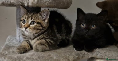 Mixed Breed cats - Advert 7