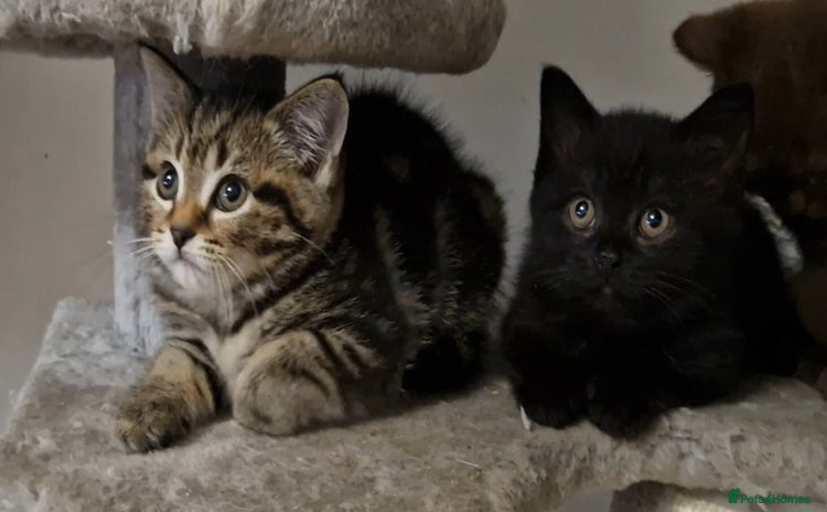Mixed Breed cats - Advert 11