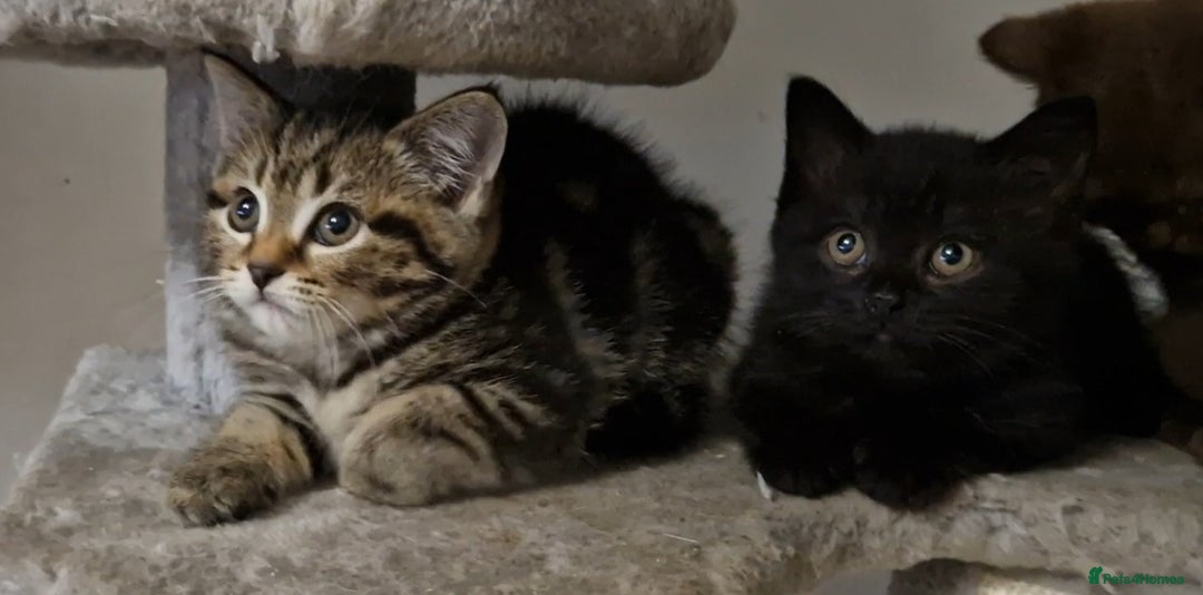Mixed Breed cats for sale: 2 kittens half British Longhair  - Image 1