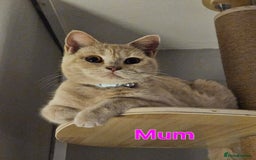 British Shorthair cats for sale: Last gorgeous boy left - Image 13