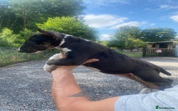 English Bull Terrier dogs for sale: English Bull Terrier Puppies - Image 12