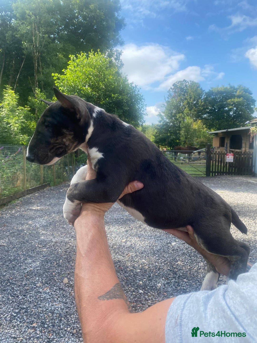 English Bull Terrier dogs for sale: English Bull Terrier Puppies - Image 12