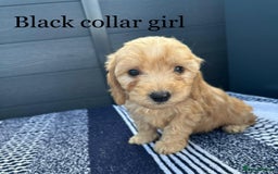 Cockapoo dogs for sale: F1 cockapoo puppies - Image 1