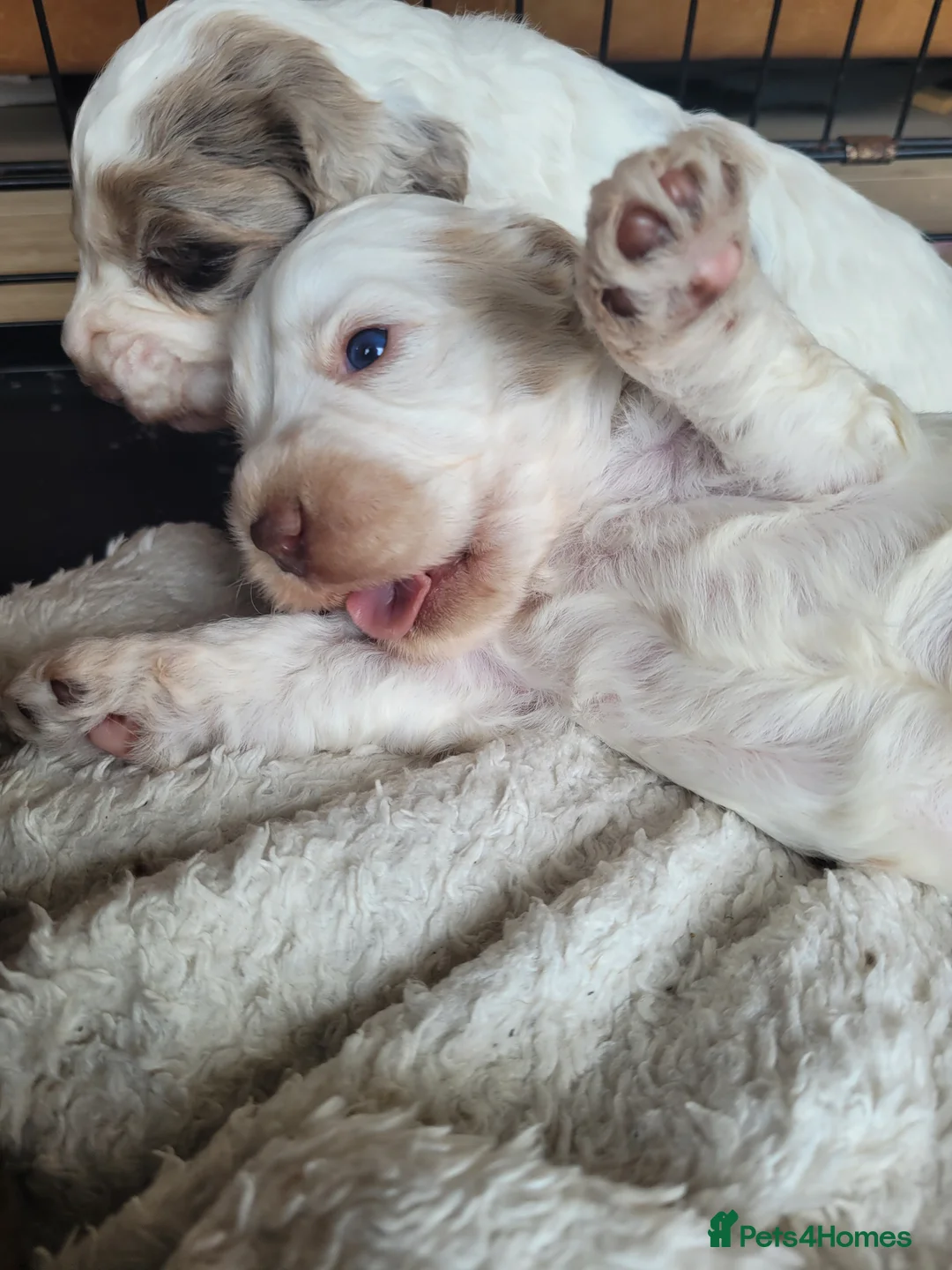 Miniature Poodle dogs for stud: Chocolate Merle Miniature Poodle for stud in Warrington - Advert 15