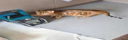 Bengal cats for sale: Kittens x bengal  - Advert 10